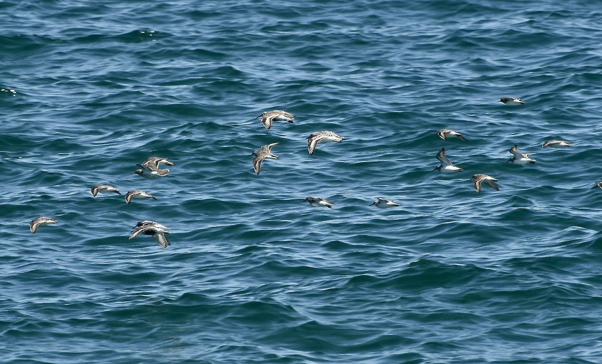 shorebird sp. - ML619534918