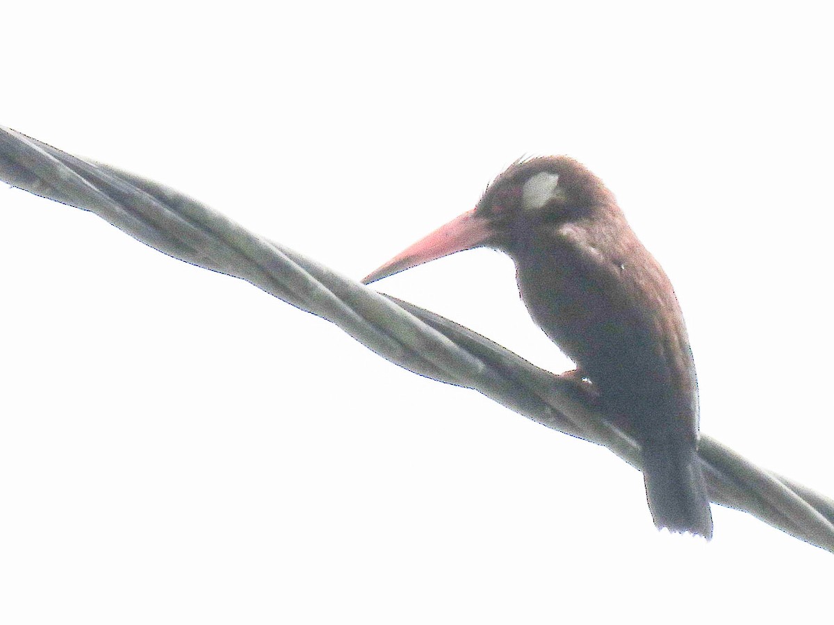 White-eared Jacamar - Ed Vigezzi