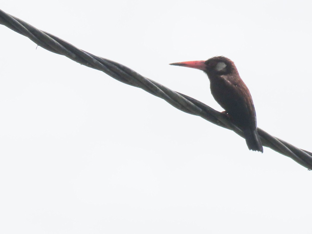 White-eared Jacamar - Ed Vigezzi