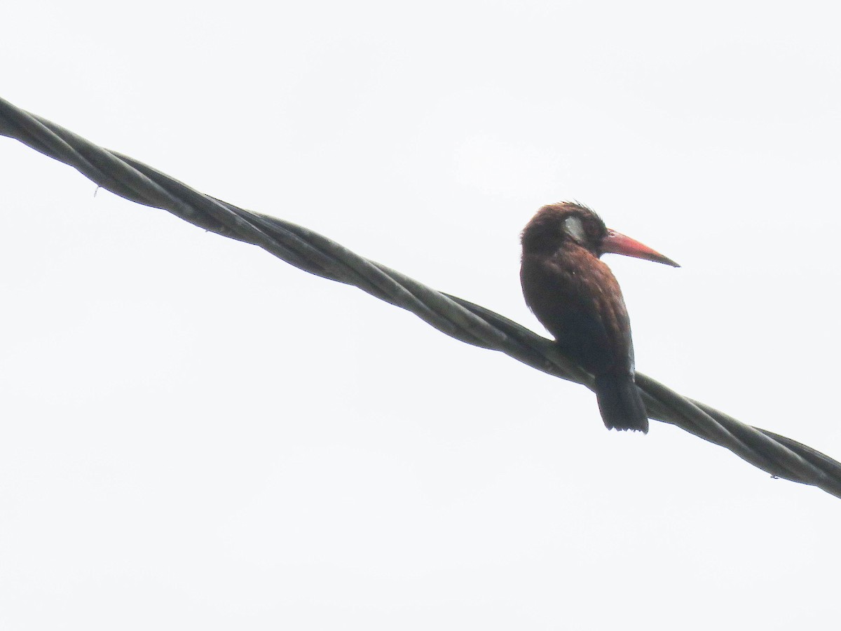 White-eared Jacamar - Ed Vigezzi