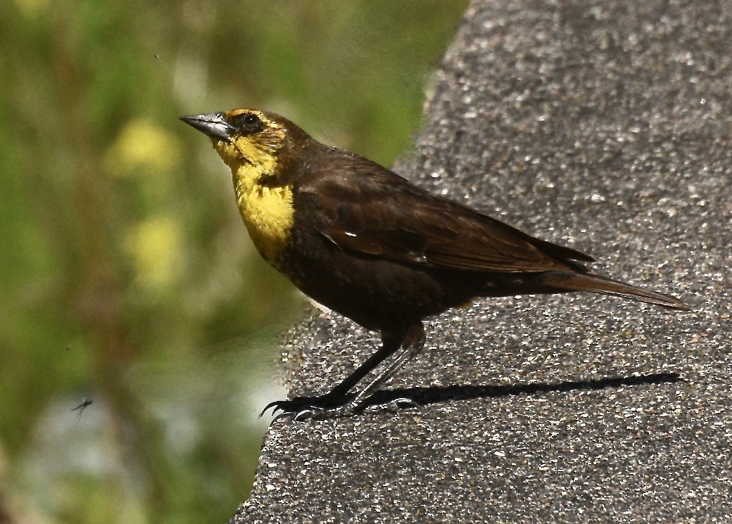 Yellow-headed Blackbird - ML619534932