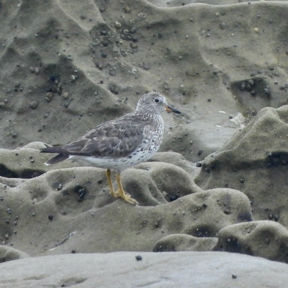 Surfbird - Michelle Haglund