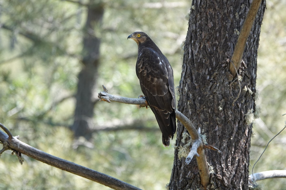 European Honey-buzzard - Martin Kelsey