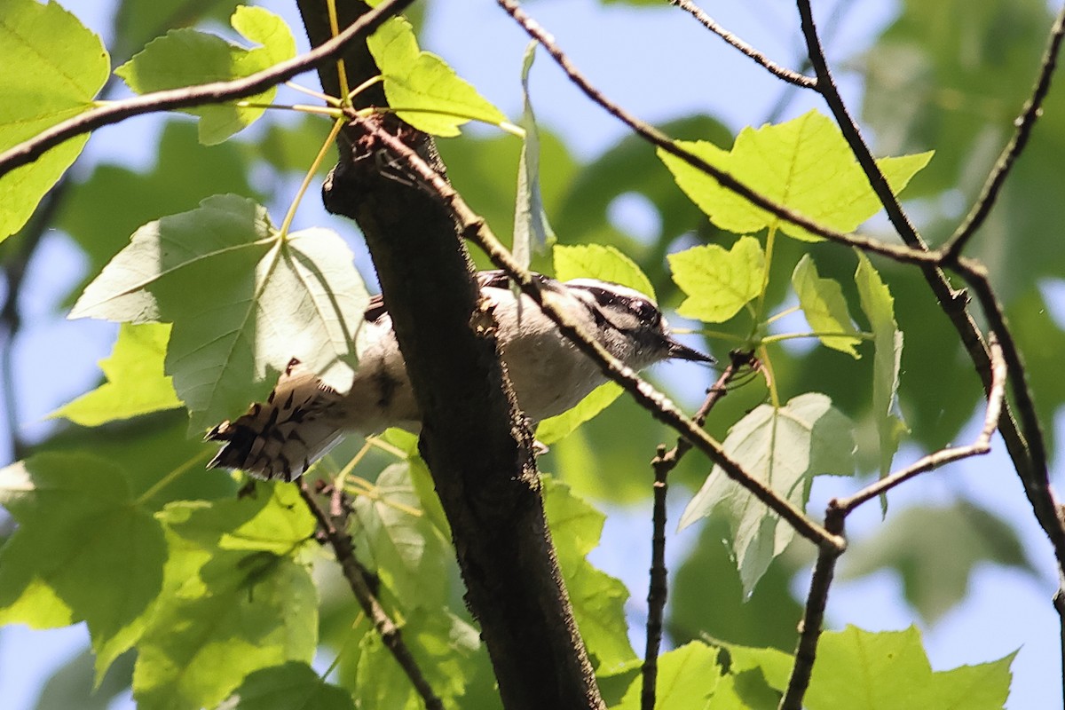 Downy Woodpecker - John Mercer