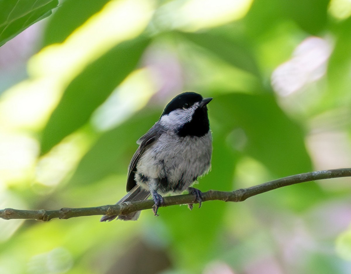 Carolina Chickadee - Richard Moss