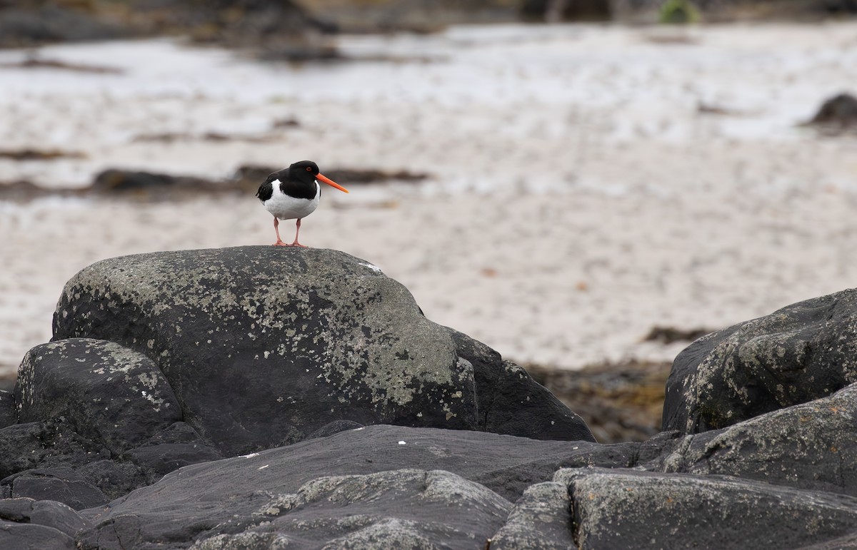 Eurasian Oystercatcher - Jonathan Farooqi