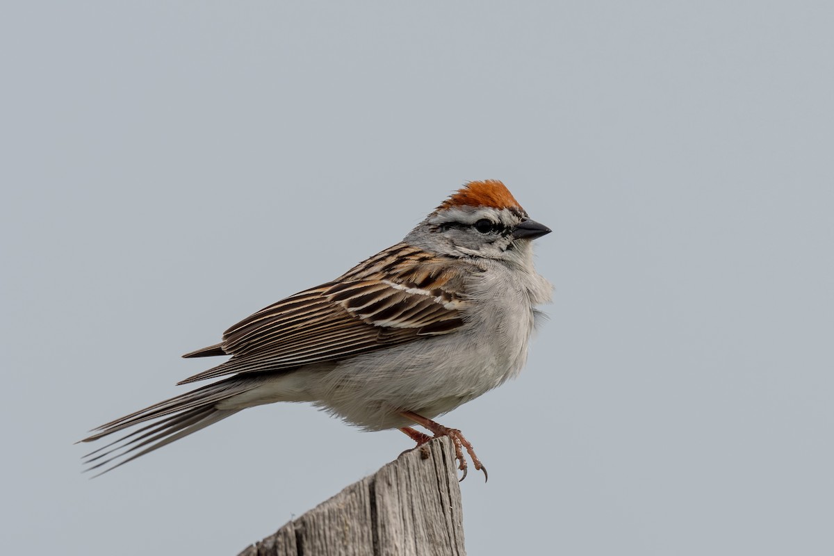 Chipping Sparrow - Annette McClellan