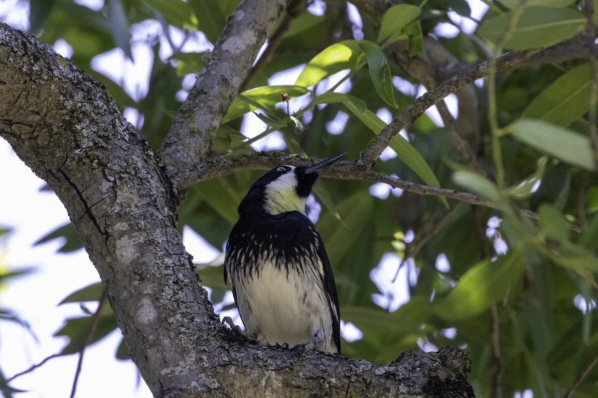 Acorn Woodpecker - Oksana Selavri