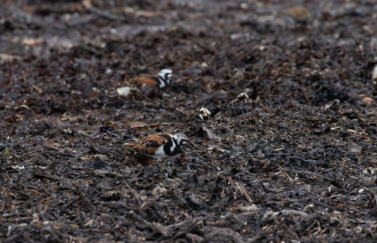 Ruddy Turnstone - Jonathan Farooqi