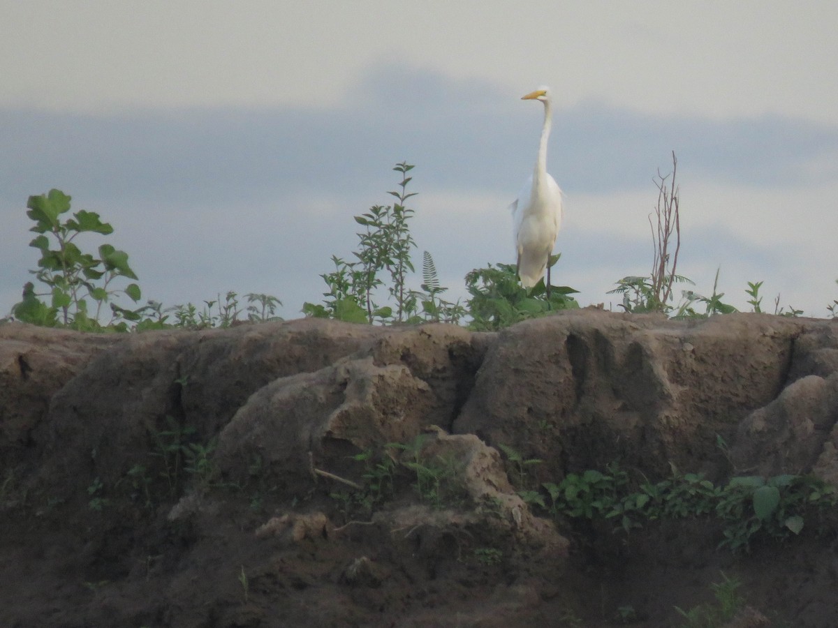 Great Egret - Ed Vigezzi