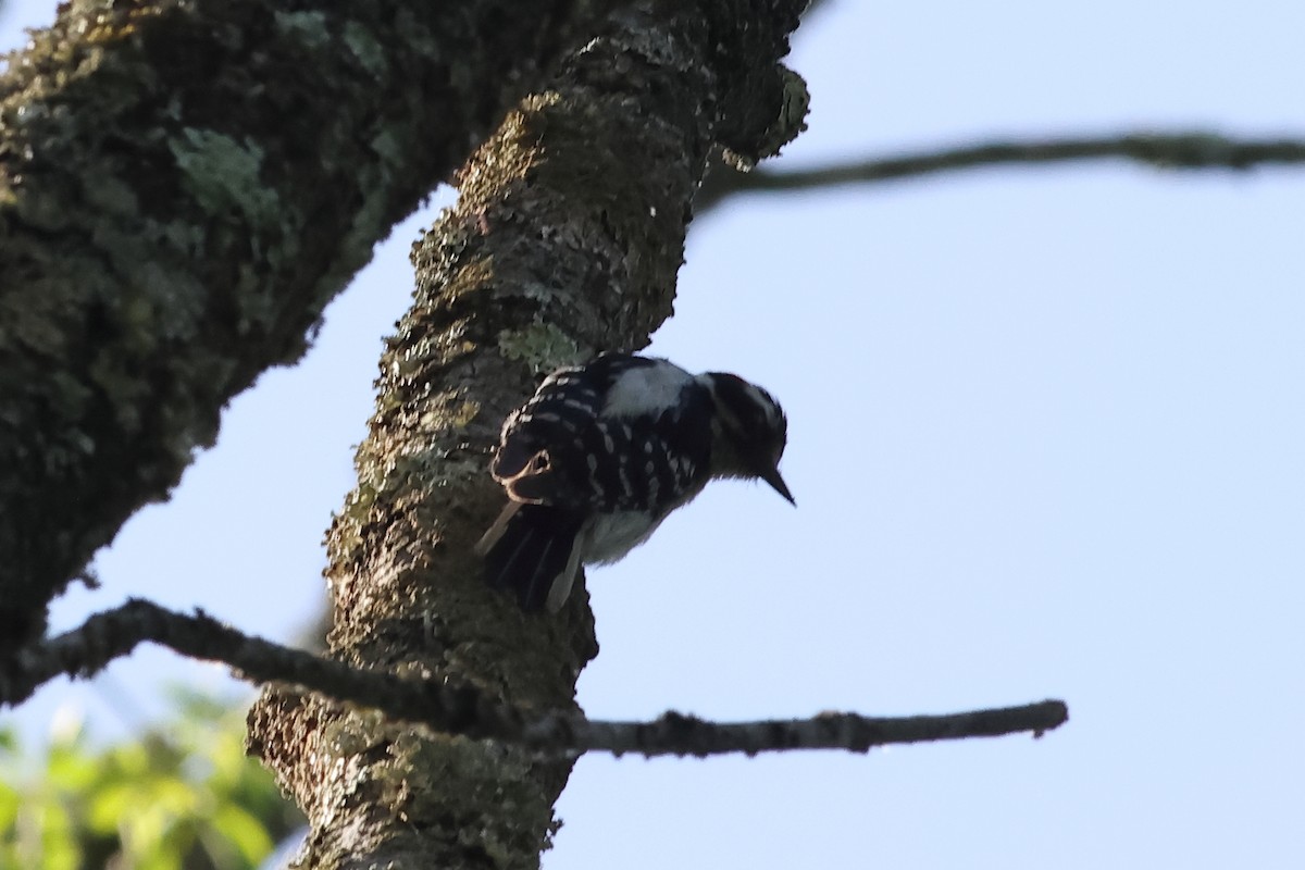 Hairy Woodpecker - John Mercer