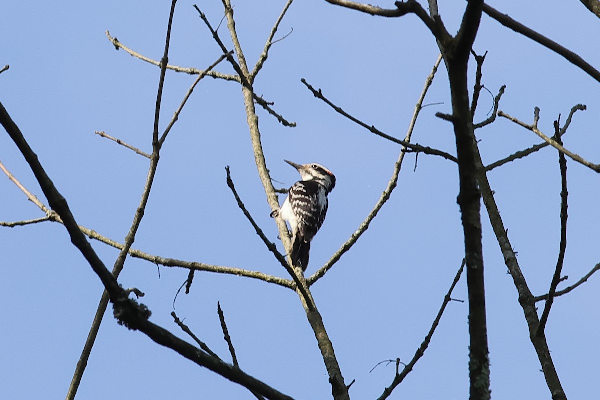 Hairy Woodpecker - John Mercer