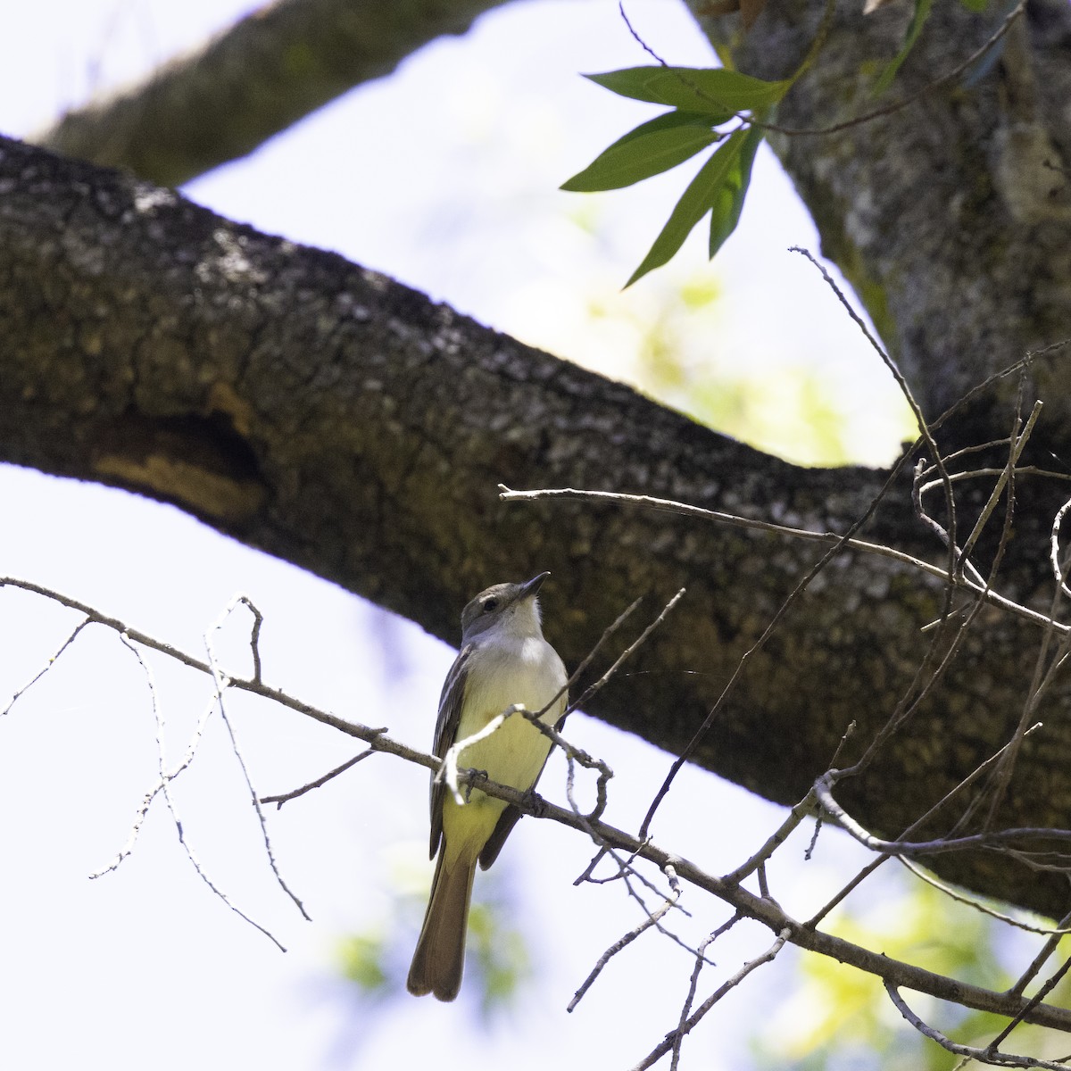 Ash-throated Flycatcher - Oksana Selavri