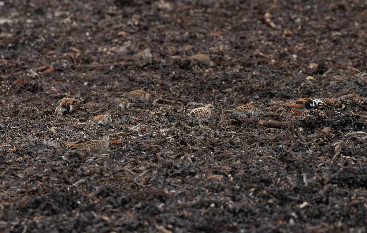 Sanderling - Jonathan Farooqi