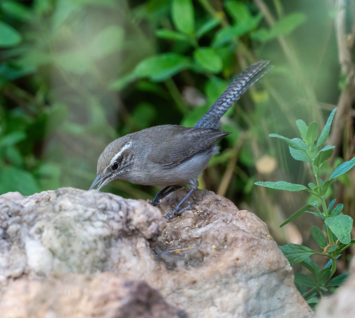 Bewick's Wren - Eric Bodker