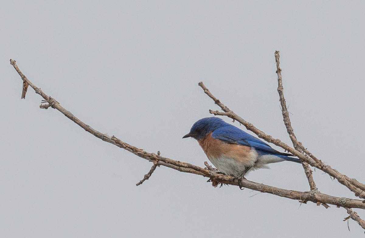 Eastern Bluebird - Annette McClellan