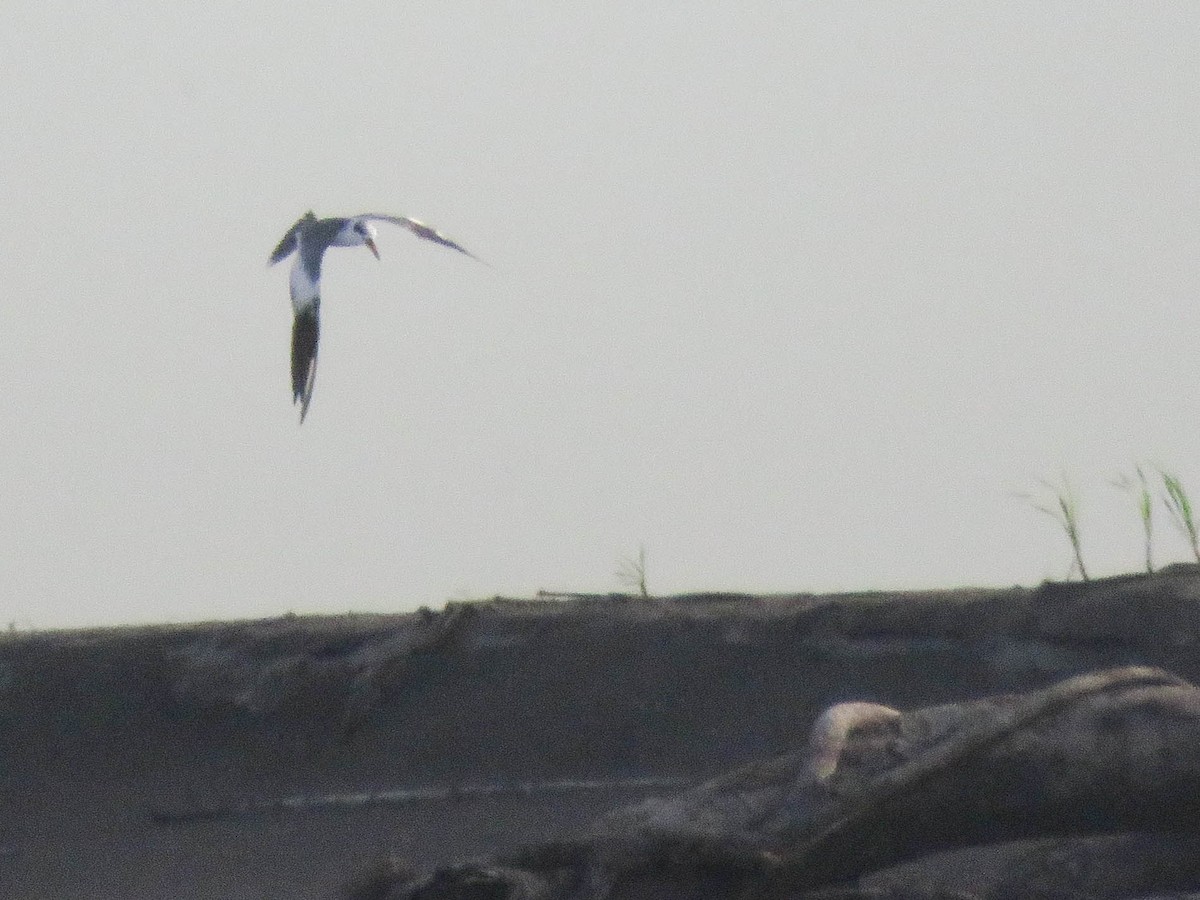 Large-billed Tern - Ed Vigezzi