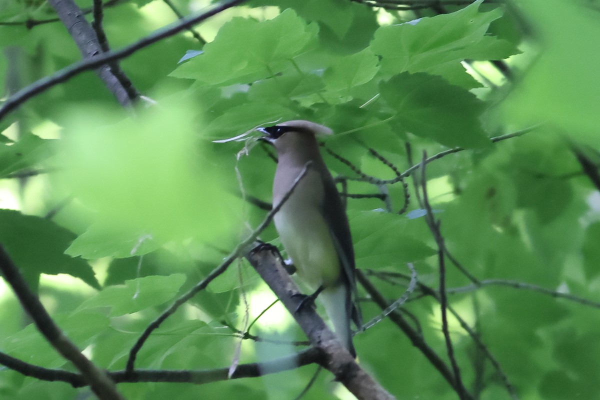 Cedar Waxwing - John Mercer