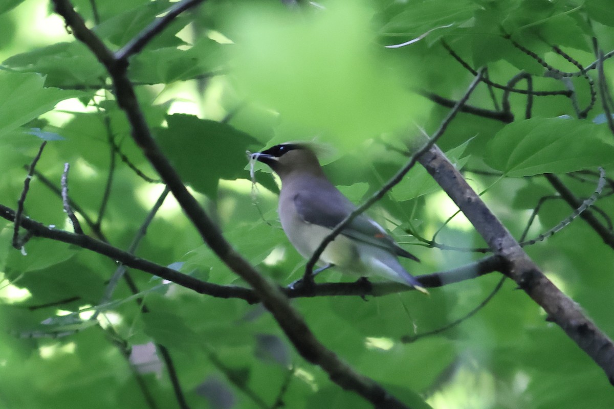 Cedar Waxwing - John Mercer