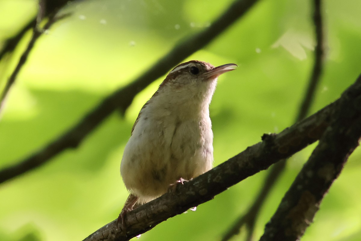 Carolina Wren - John Mercer