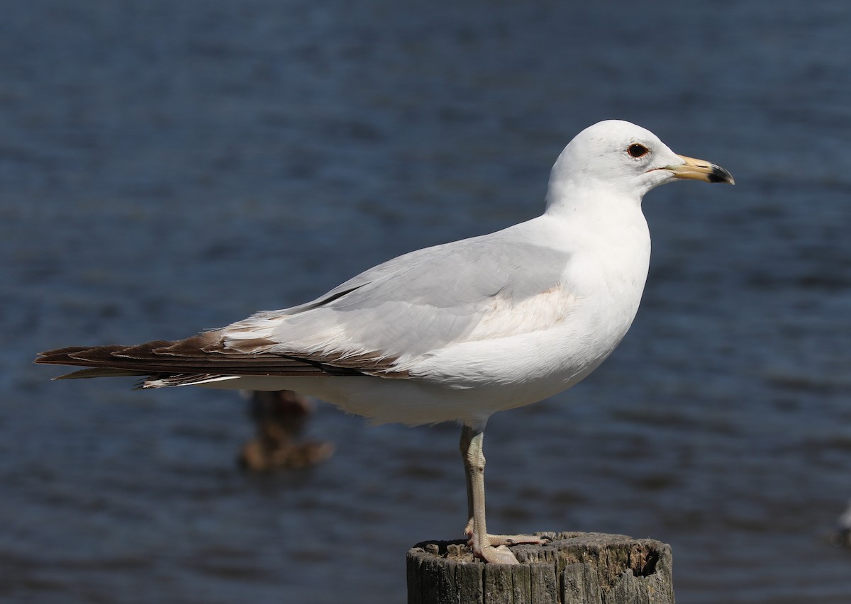 Ring-billed Gull - ML619534998