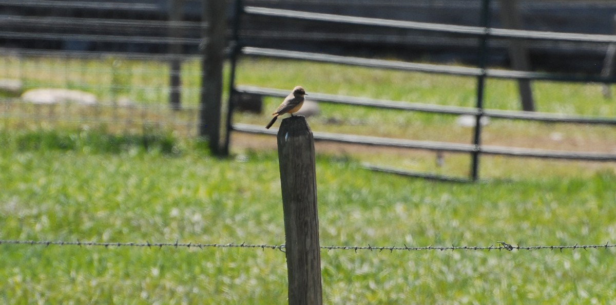 Say's Phoebe - Mary Mac Gregor