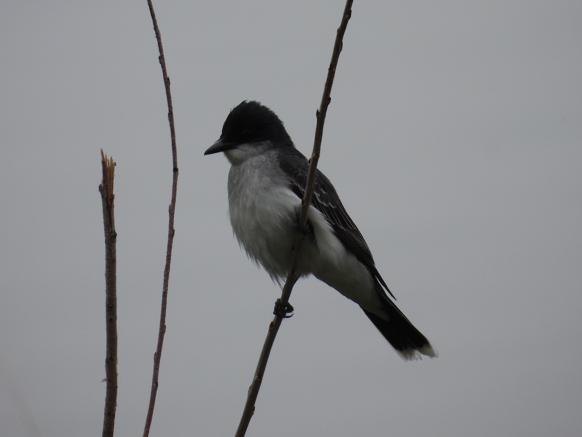 Eastern Kingbird - Marilyn Weber