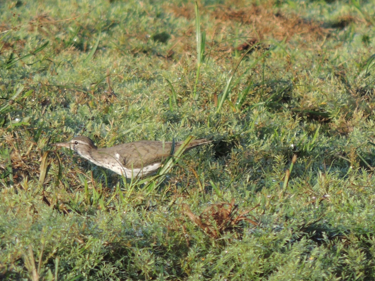 Spotted Sandpiper - Roger Lambert