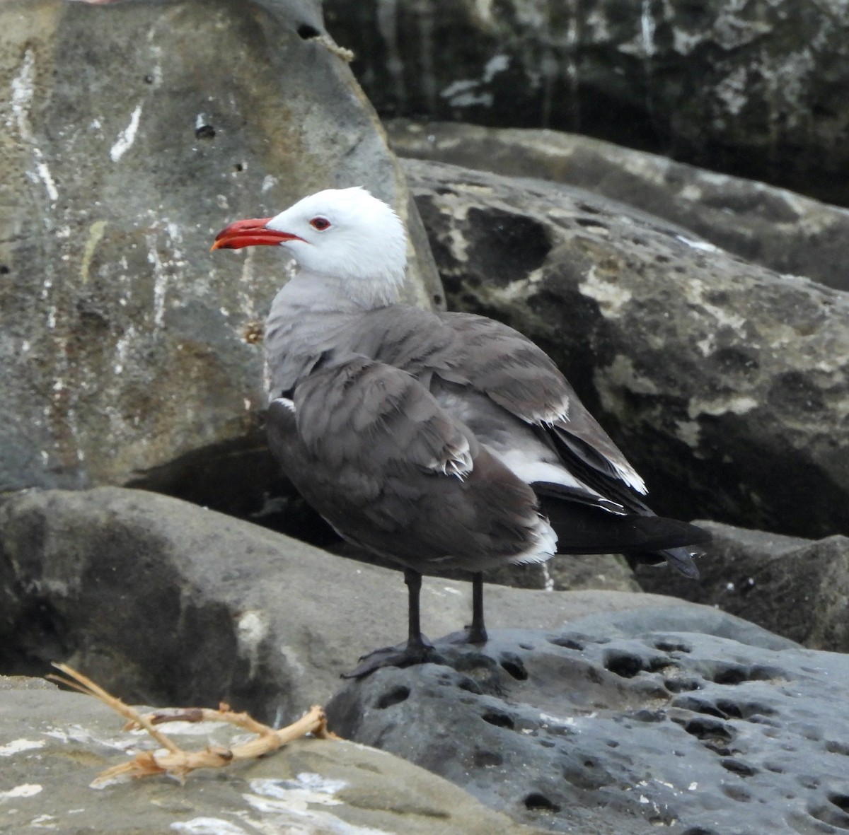 Heermann's Gull - ML619535008