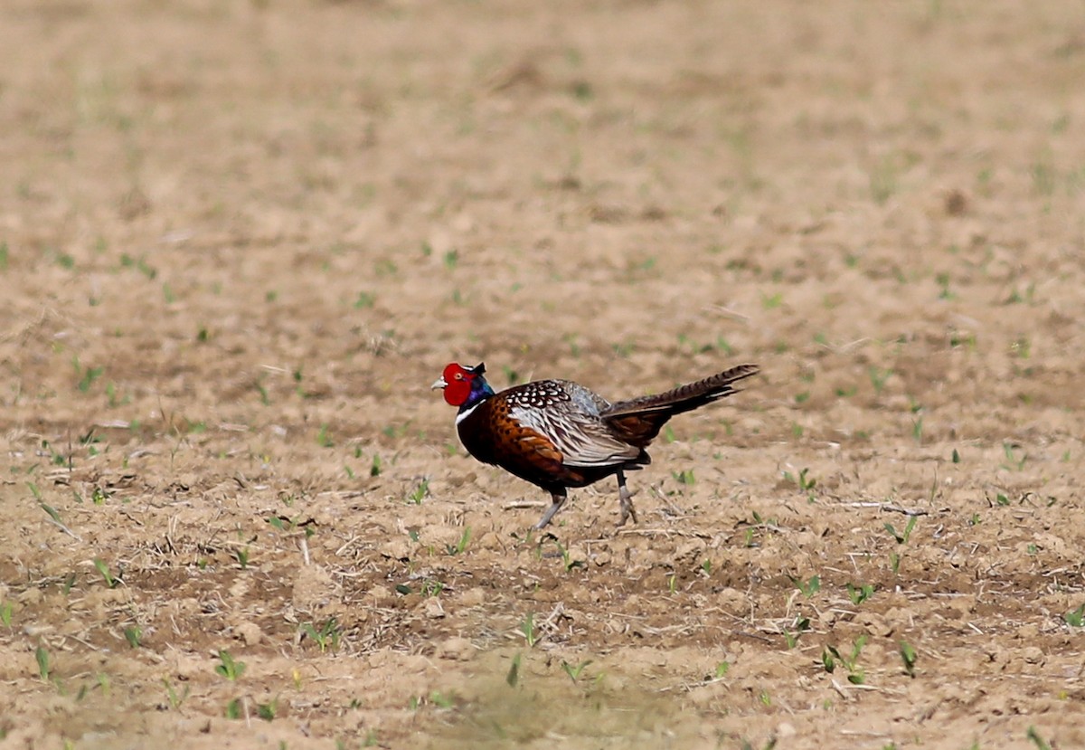 Ring-necked Pheasant - Debbie Parker