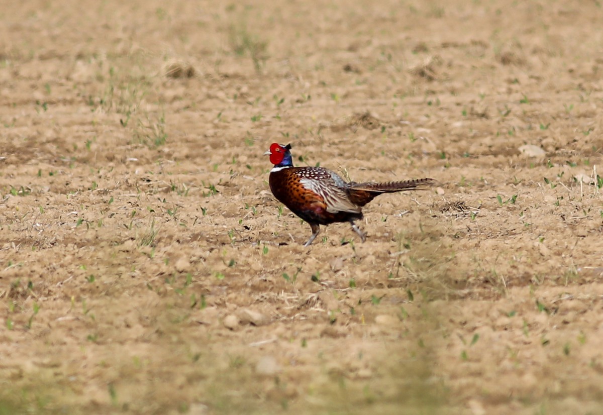 Ring-necked Pheasant - Debbie Parker