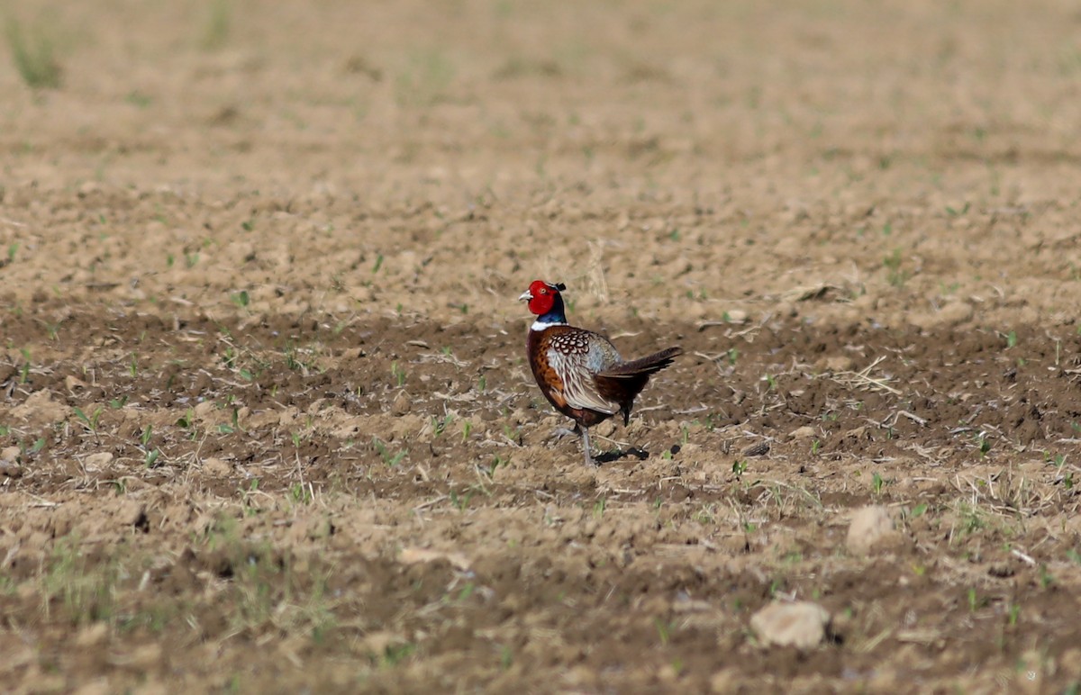 Ring-necked Pheasant - Debbie Parker