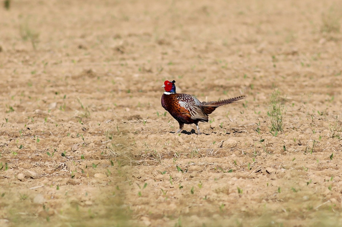 Ring-necked Pheasant - Debbie Parker