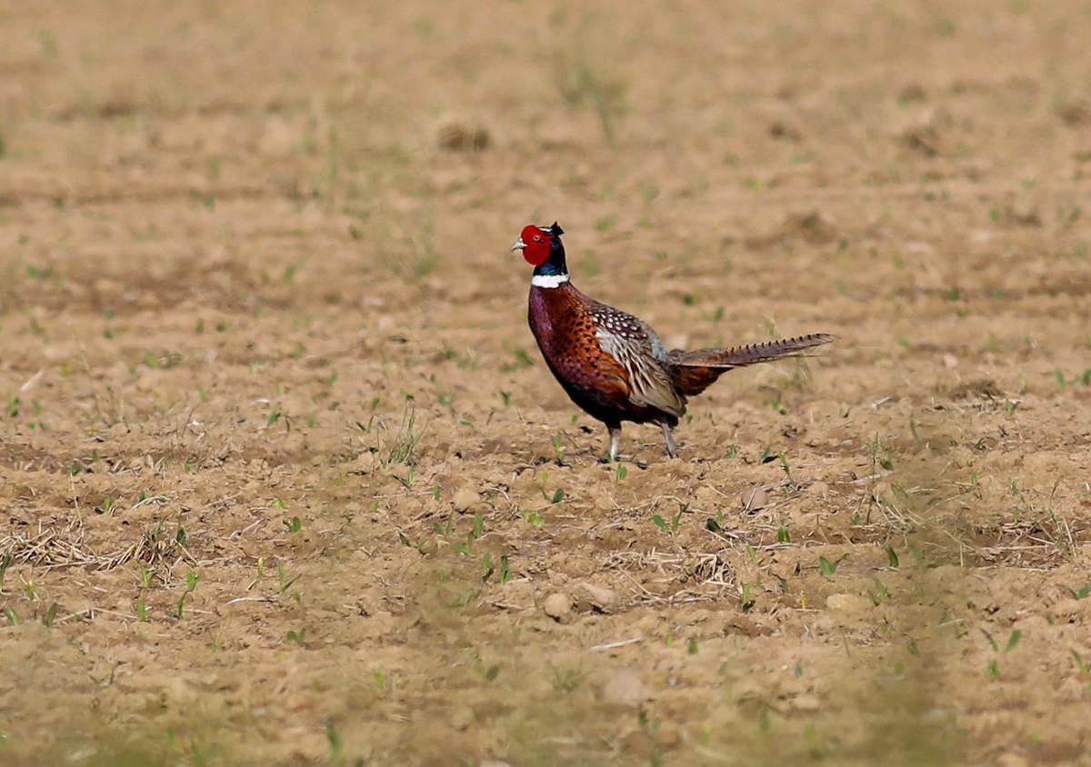 Ring-necked Pheasant - Debbie Parker