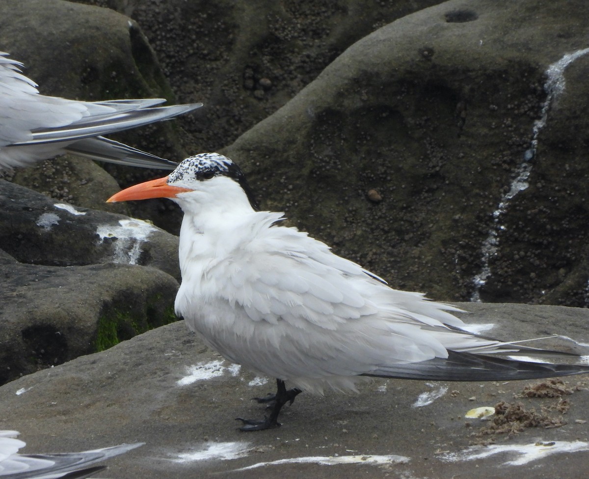 Royal Tern - ML619535017