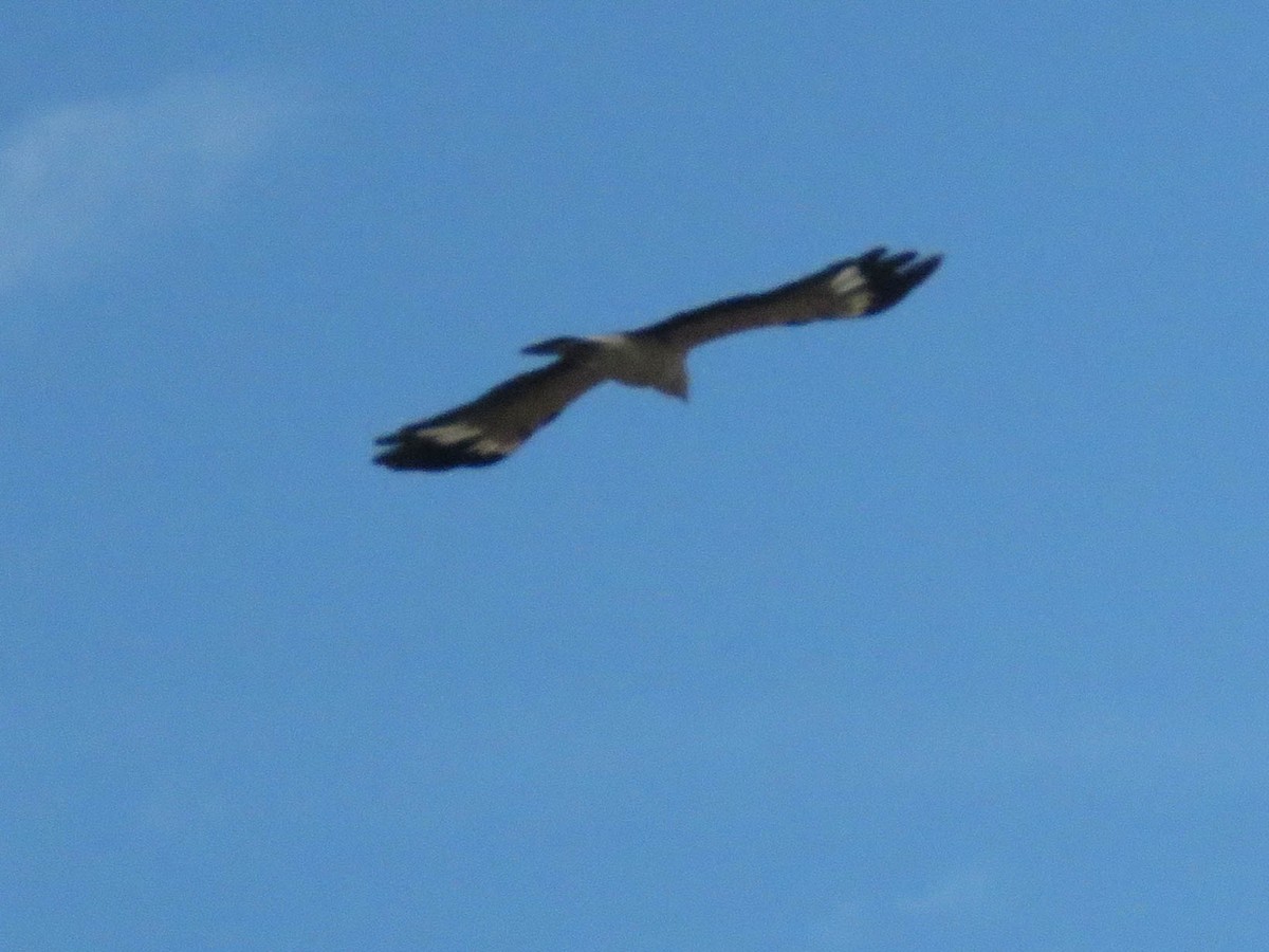 Yellow-headed Caracara - Ed Vigezzi