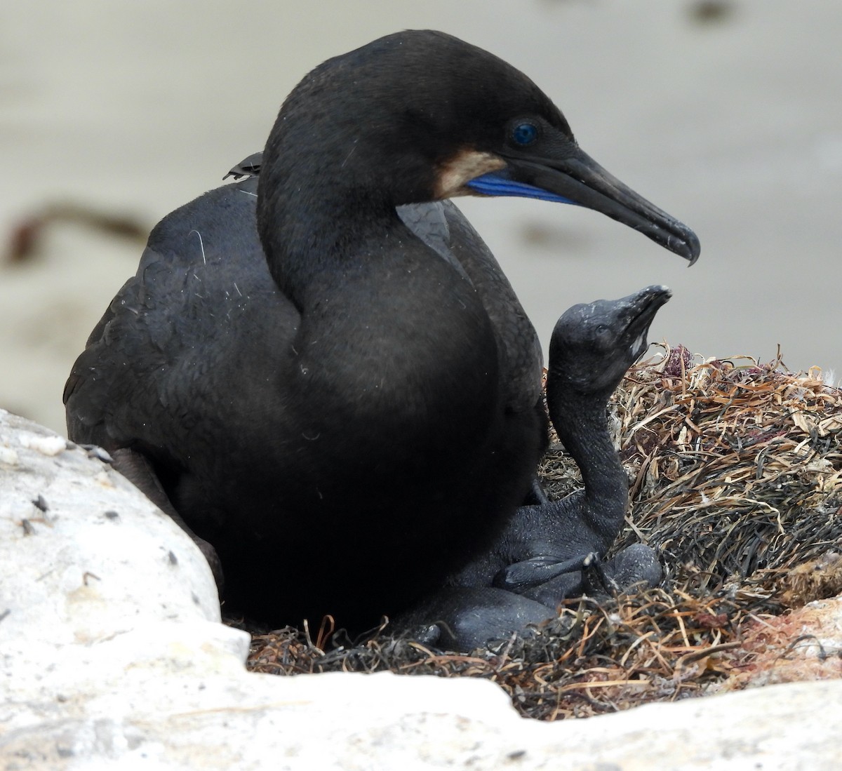 Brandt's Cormorant - Michelle Haglund