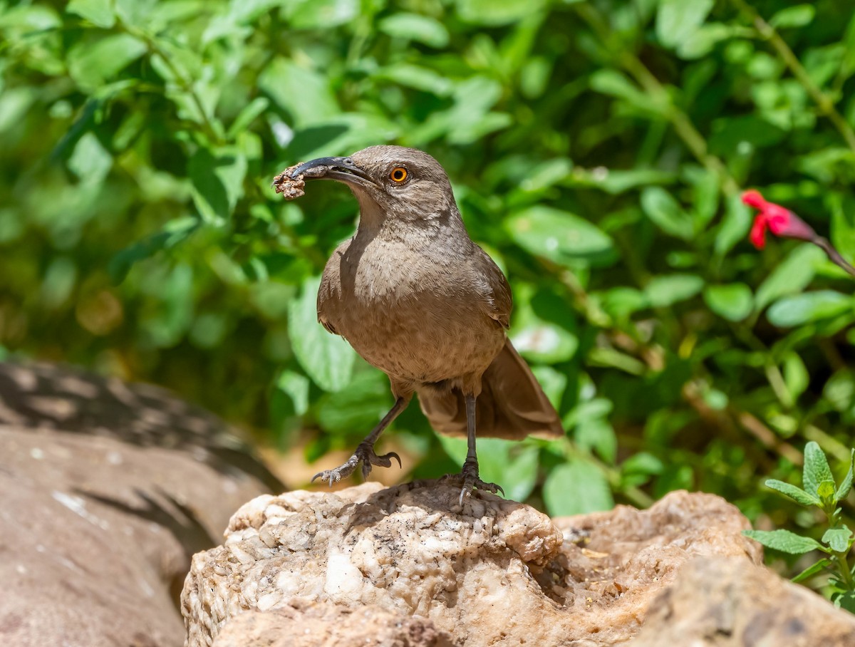 Curve-billed Thrasher - Eric Bodker