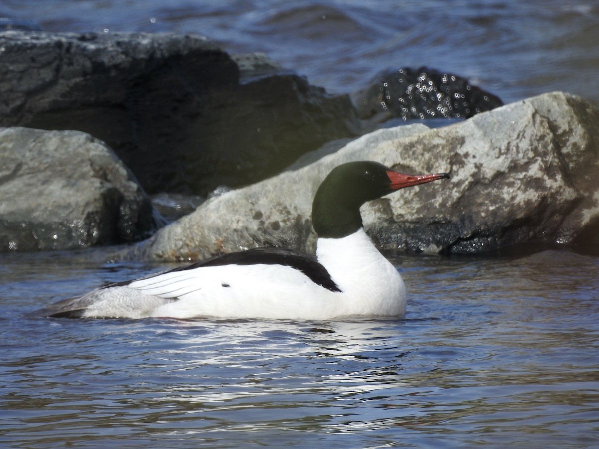 Common Merganser - Richard Lepage