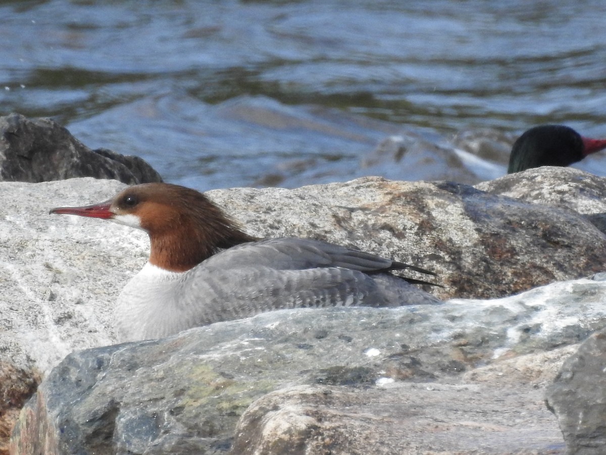 Common Merganser - Richard Lepage