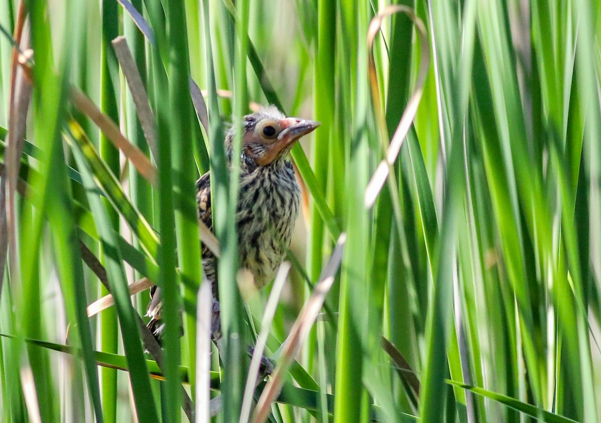 Red-winged Blackbird - Debbie Parker