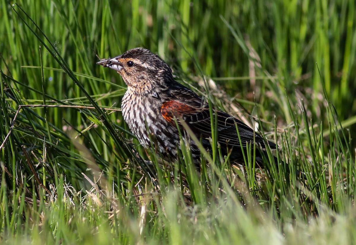 Red-winged Blackbird - Debbie Parker