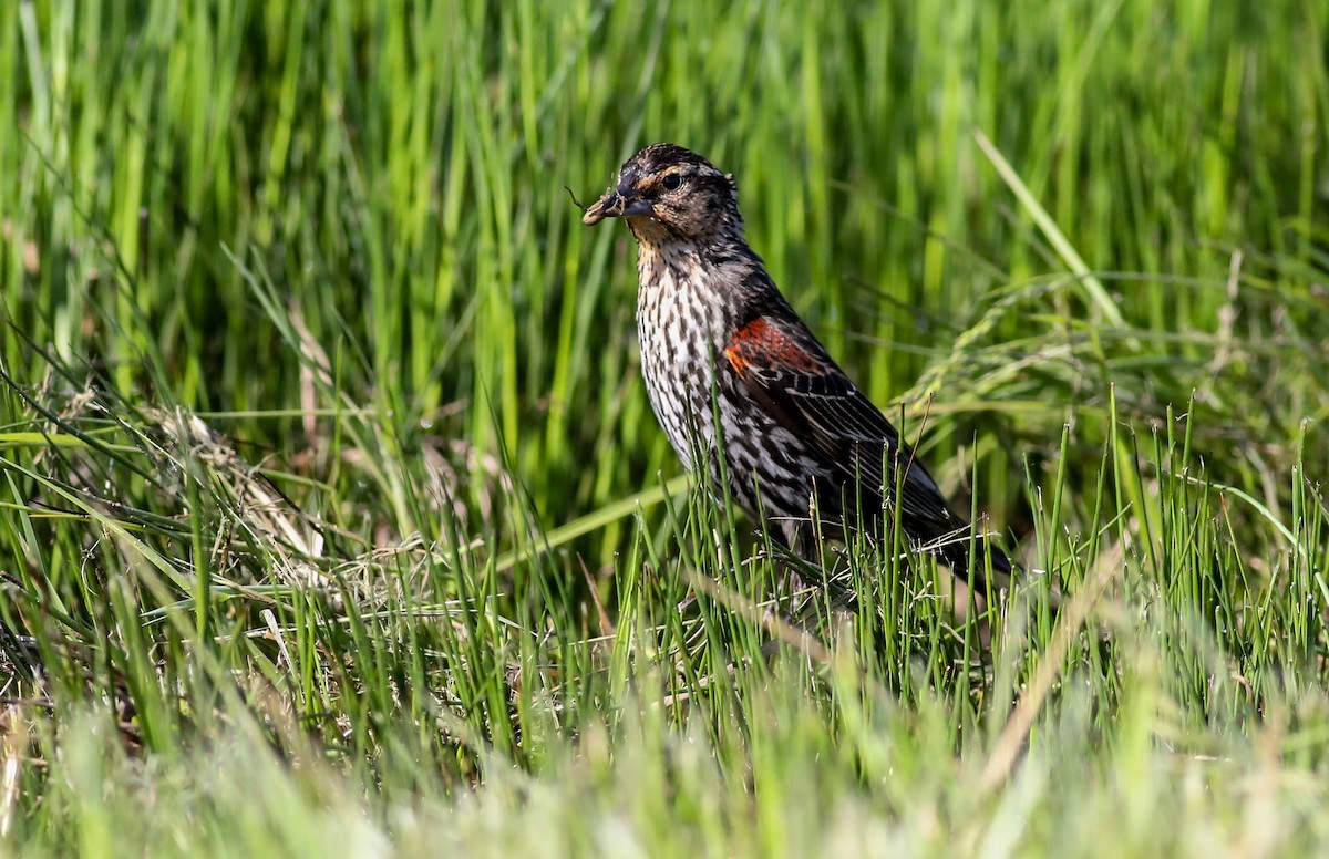 Red-winged Blackbird - Debbie Parker