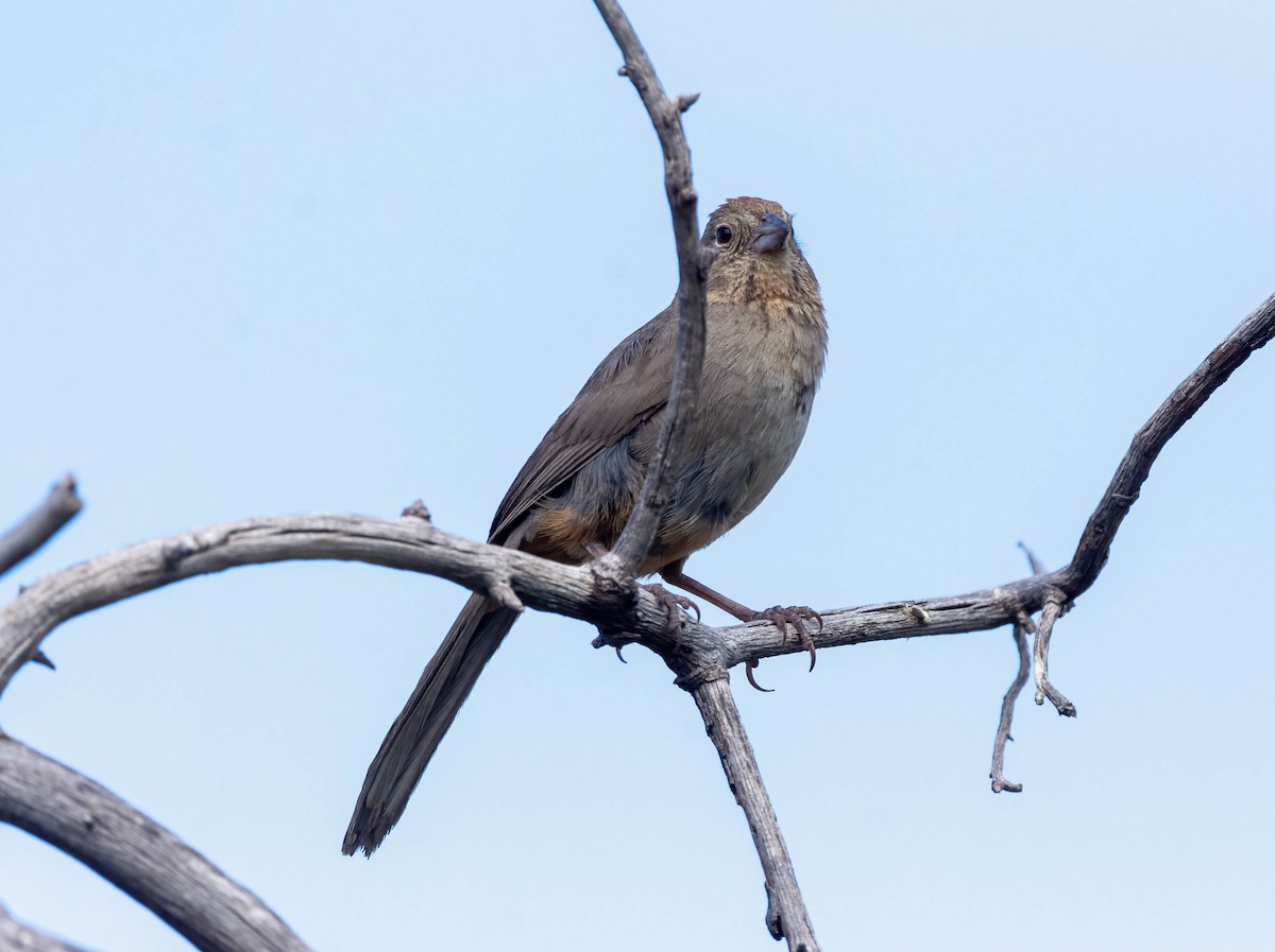 Canyon Towhee - Eric Bodker