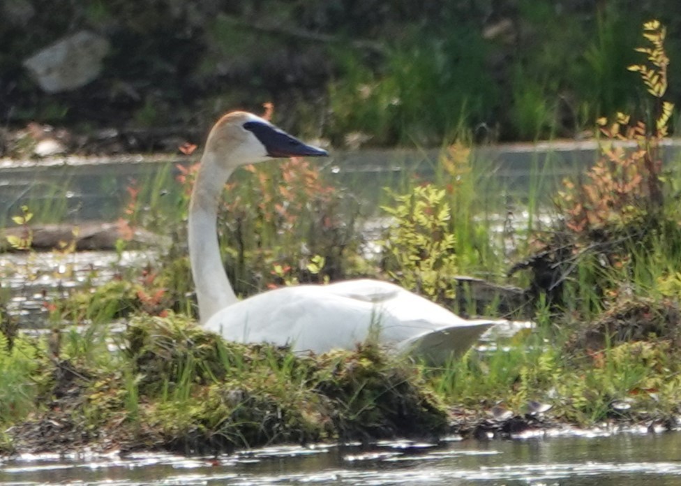 Trumpeter Swan - Peter Blancher