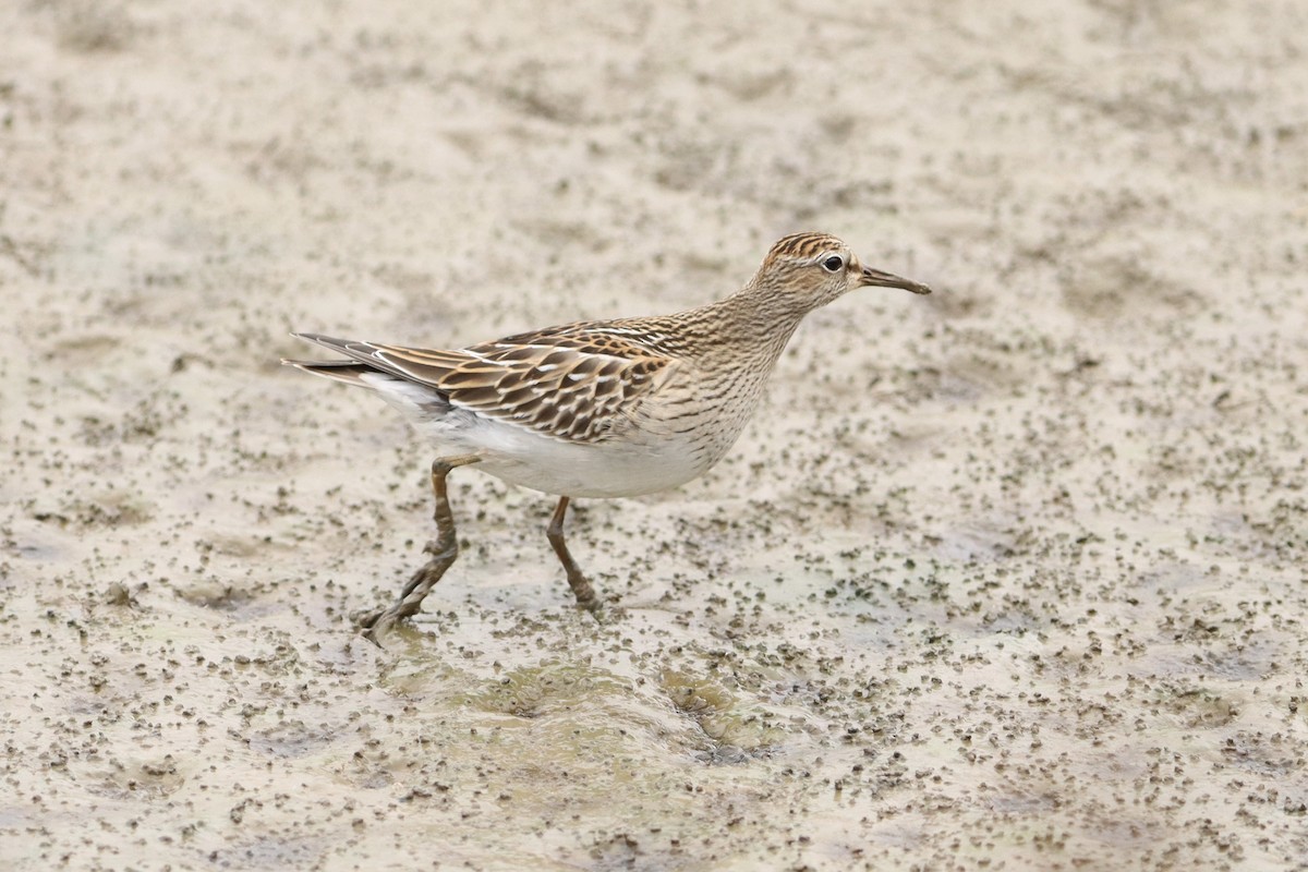 Pectoral Sandpiper - Henry Wyn-Jones