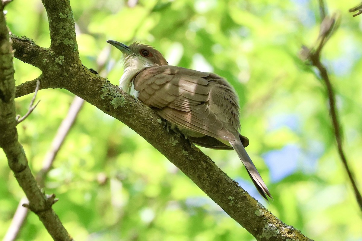 Black-billed Cuckoo - Cathy Brown