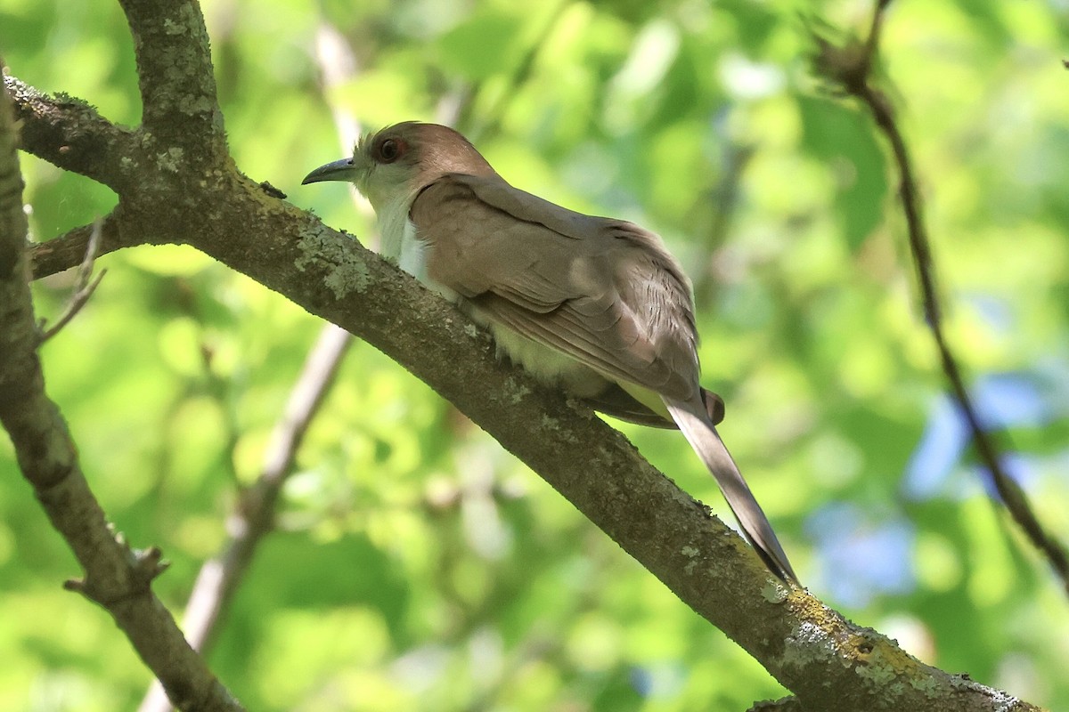 Black-billed Cuckoo - ML619535043