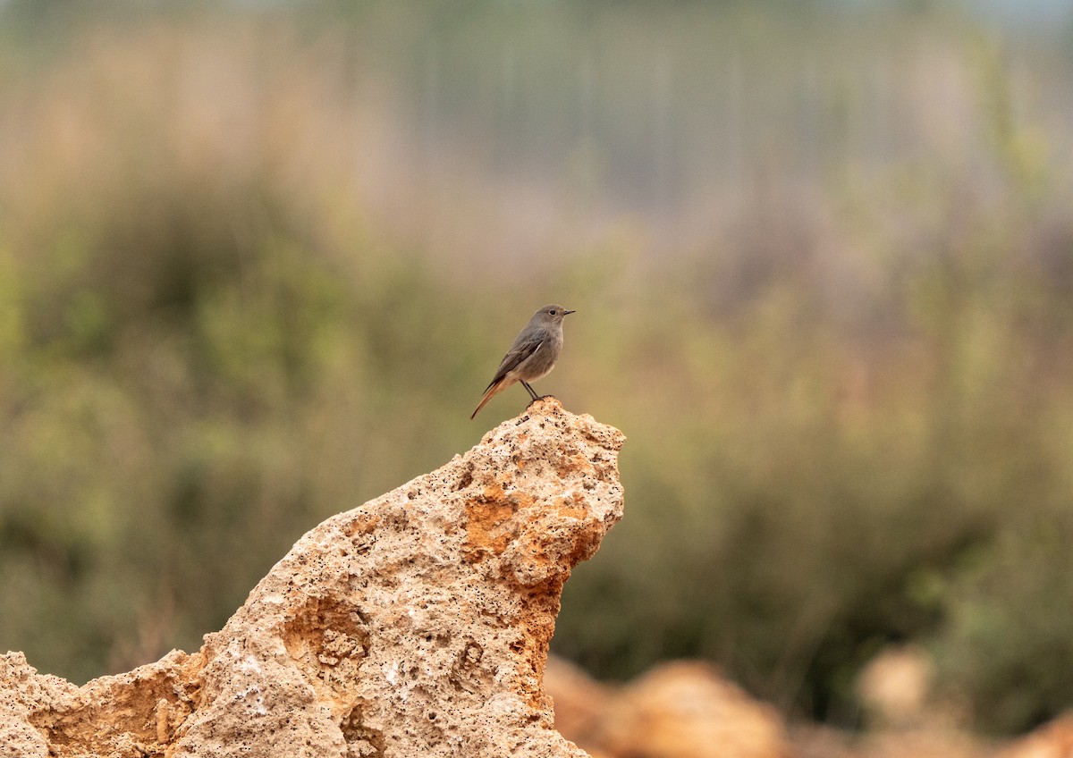 Black Redstart - Ali COBANOGLU