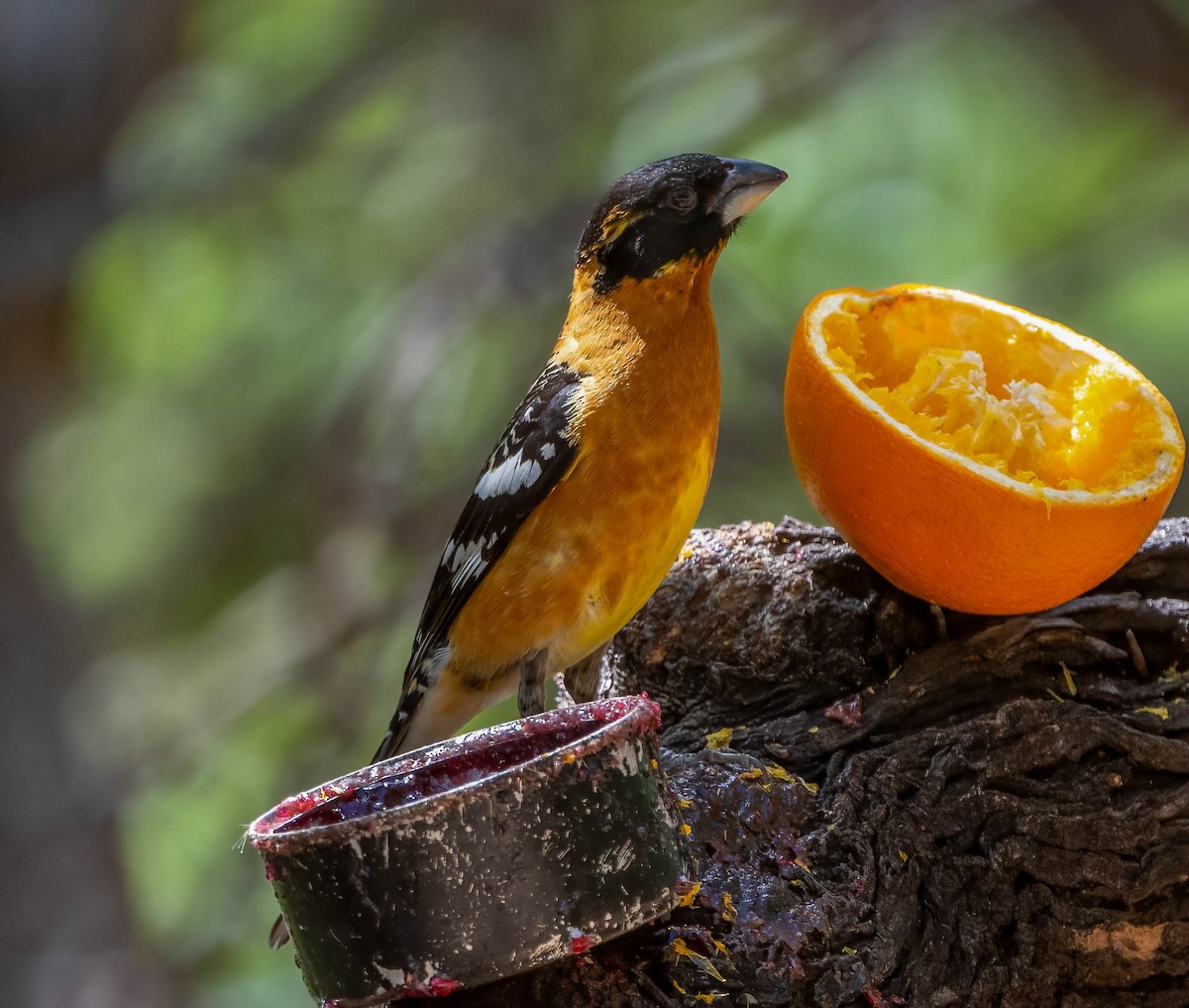 Black-headed Grosbeak - Eric Bodker